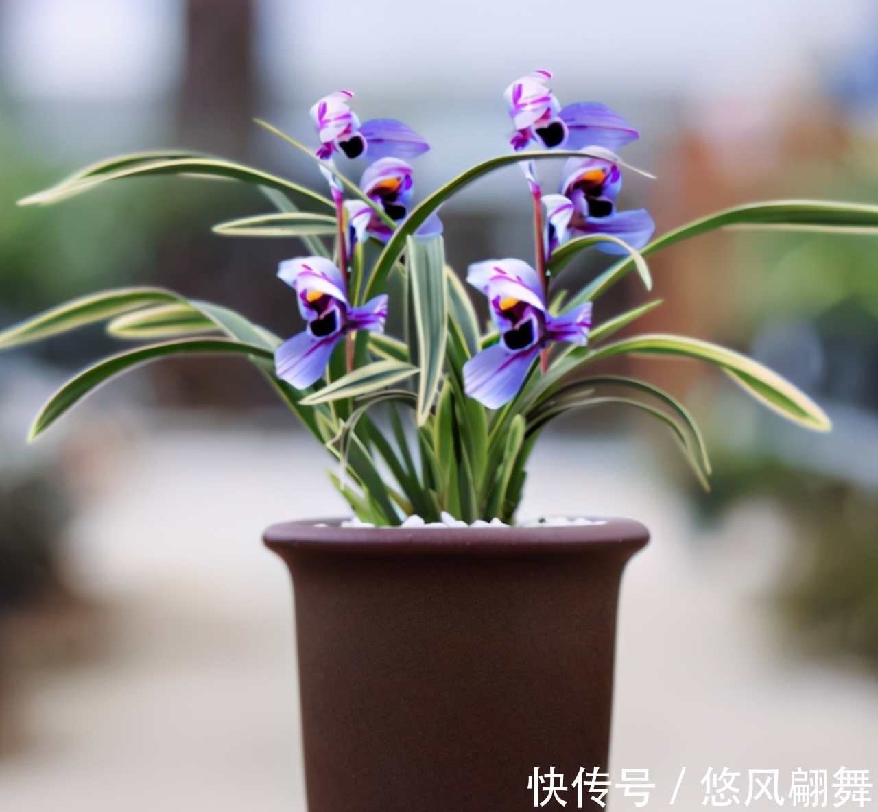 紫月荷|犹如“仙境之花”紫月荷,花开荷瓣,兰香芬芳,叶带金边,易养活