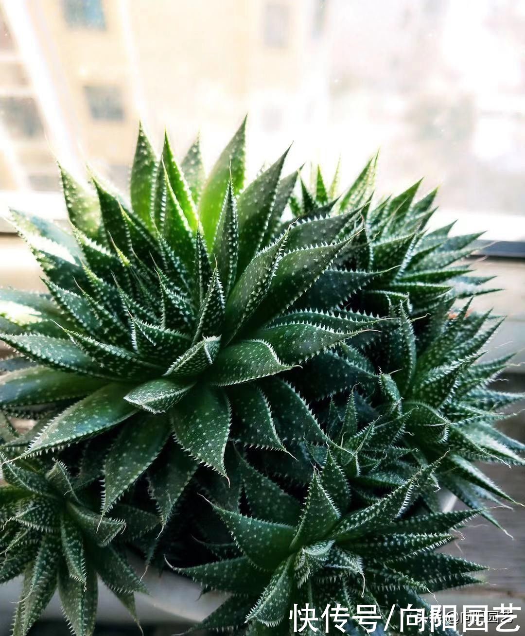 客厅没有太阳光，适合养这些植物，浇浇水，叶子就能四季常绿