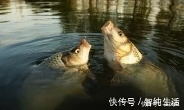 红虫|冬季钓鱼吃口太弱,这样自己做饵料,吃口强烈还能爆护