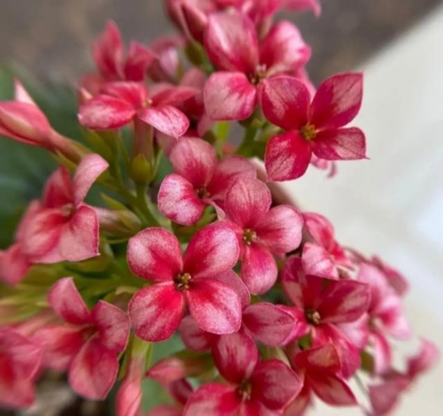 75个长寿花品种,一个比一个美,一起来认识一下吧!