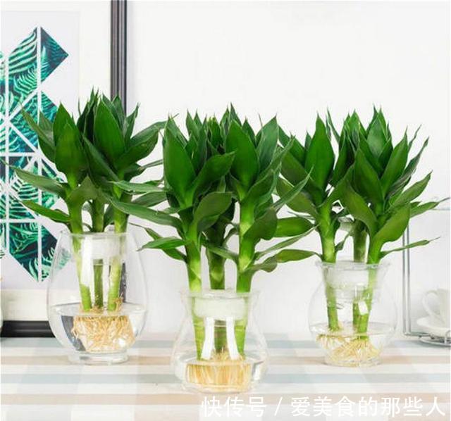 家里别再养绿萝了,这种花更加好看,寓意也好