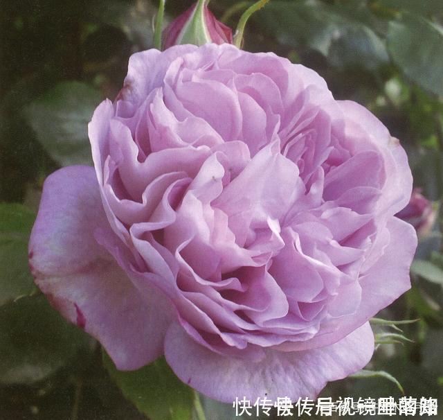 花色|20款紫色月季品种。浓香、抗病非常好养,天然紫色唯美盛开