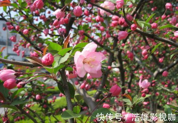 施肥|这些“老话”通俗易懂,能叫养花人少走弯路