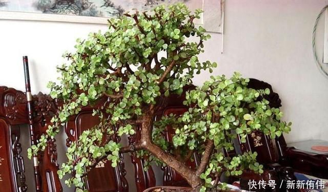 枝干|大神养金枝玉叶,每月喂上“1碗汤”,枝粗叶绿,2年成高价老桩