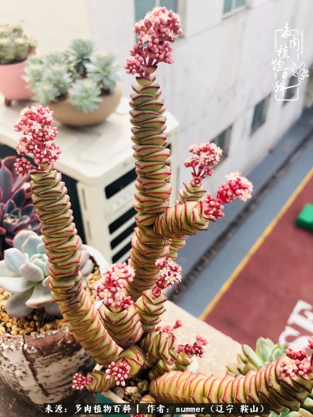 活着即是王道!我和我大东北的多肉们!