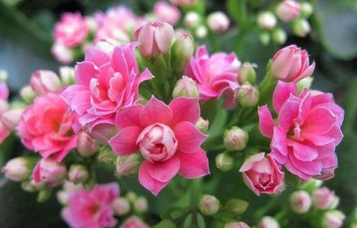 长寿花不开花,还容易黄叶,老花农教你4招,叶片油绿,花比叶多