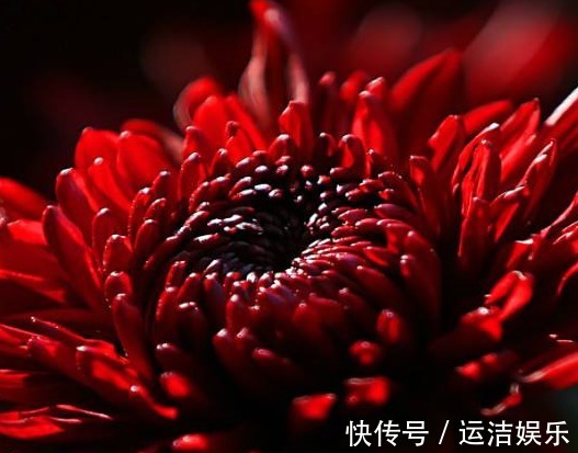 喜欢菊花,不如养盆“稀世名菊”红菊,似落日晚霞,霞光万丈