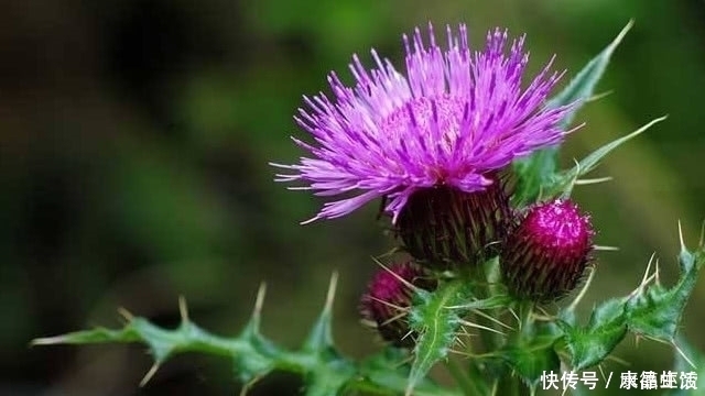 植物|農村有一種植物,農村很喜歡采摘來掛門上,關鍵時刻還能救命?