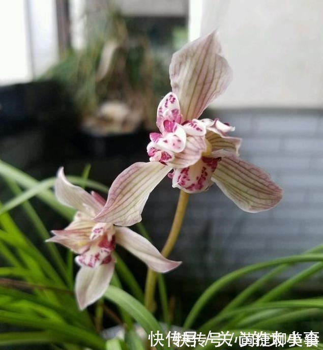 入夏|兰花土加“一料”，安全度夏不烂根，猛窜笋芽，独苗变群兰老桩！