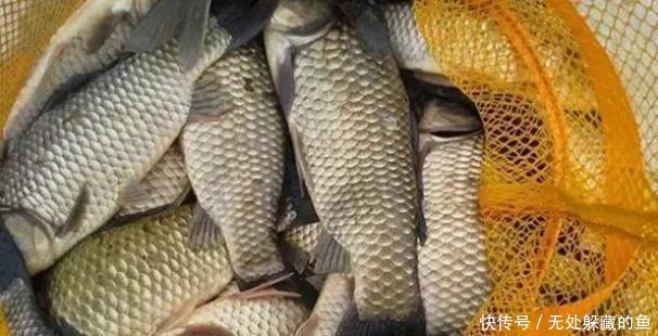 钓钓|野钓钓不到鱼试试这8个自制饵料配方，超级好用