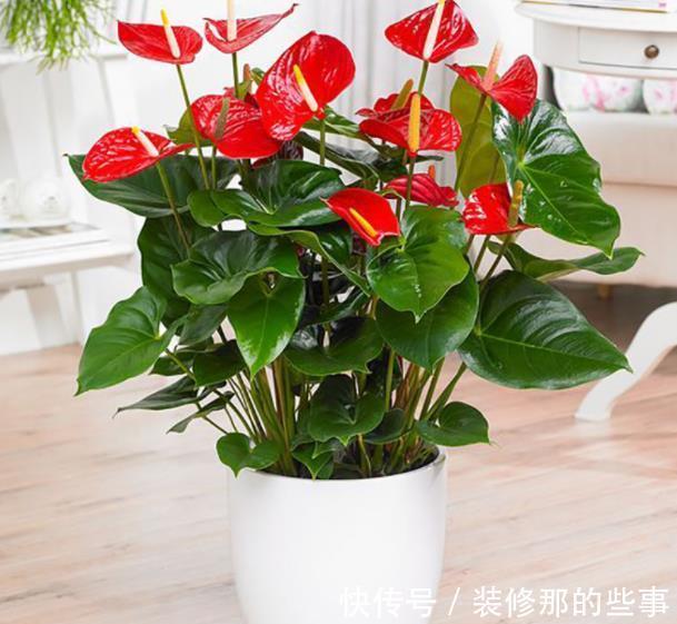 黄叶|家里养4种花,8月也要浇透水,一天不浇就黄叶,别大意