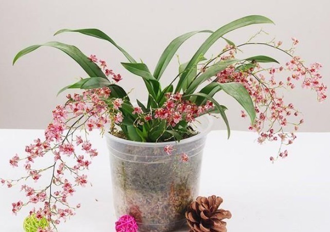 香气|家里人容易“散财”,一旦养了这3种花,感觉一分钱都不会丢!