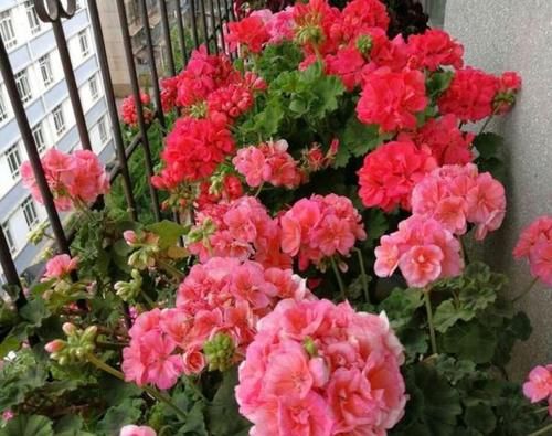 4种漂亮花，好打理，家里财运亨通，旺运一整年