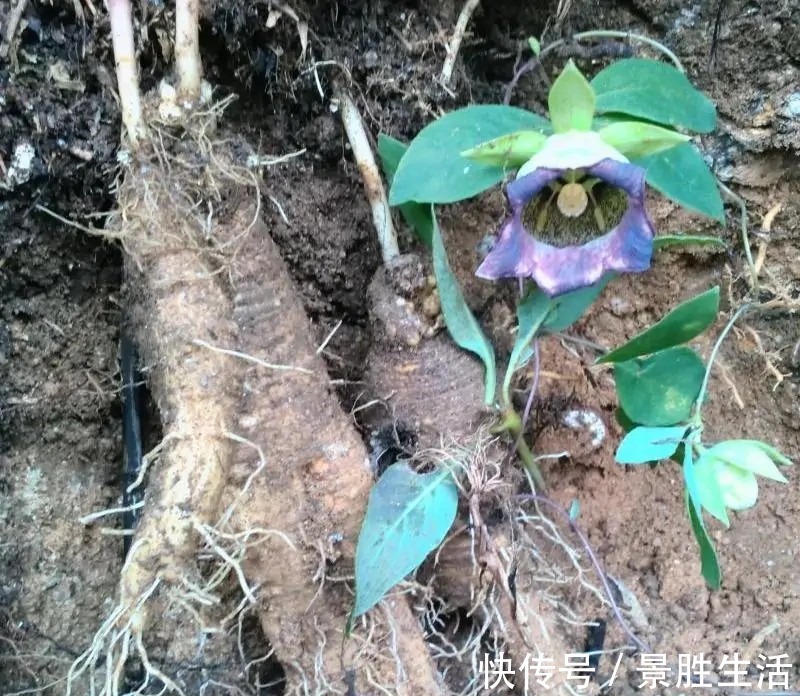 江西民间草药|人称“山胡萝卜”,能补虚安神抗肿瘤,若有幸遇见,请引起重视