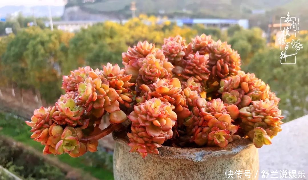 楼顶的多肉,让我的生活无意间打开了一个新世界!