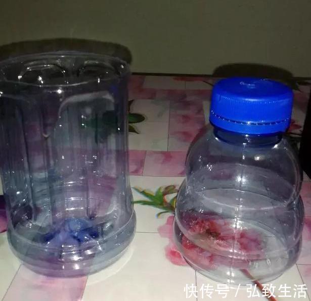 用塑料瓶、油桶做容器种植生姜,牢记处理要诀,食用、赏花不愁