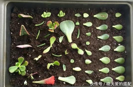 怎样移栽多肉植物幼苗