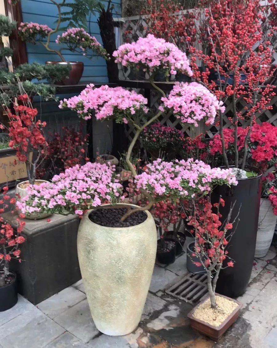 花市买的花,为啥养不活,原因就是这样