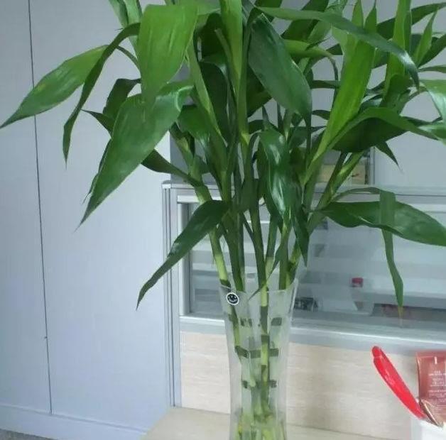 富贵竹不生根这种“液体”泡10天,冒出一圈小白根,再不黄叶