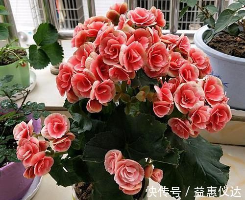 阳台上|到了冬季就盆栽这7样花卉,耐寒能力强,开花美丽又喜庆