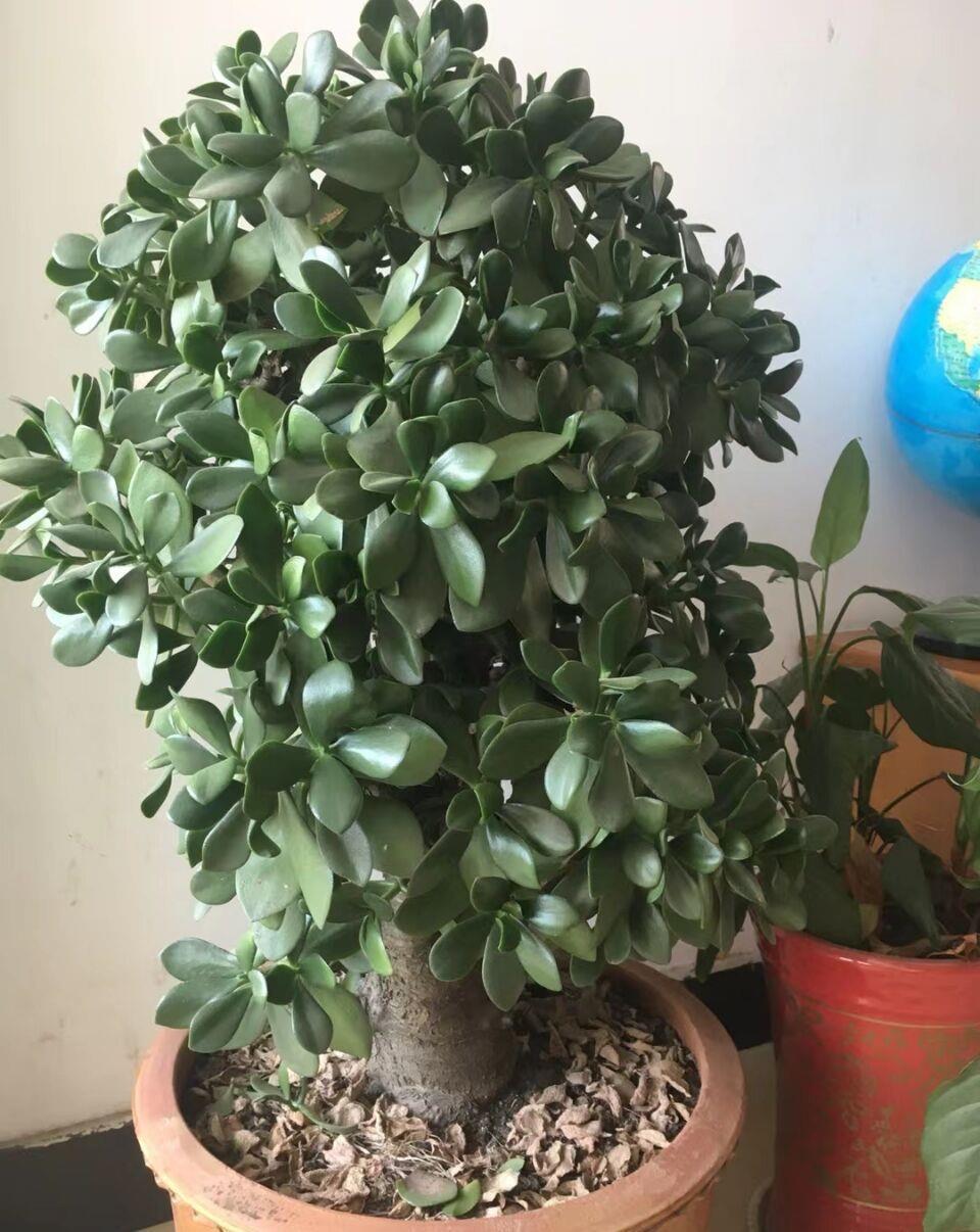 玉树|养好玉树,记住4句话,枝子多杆子壮,变成造型美美哒老桩