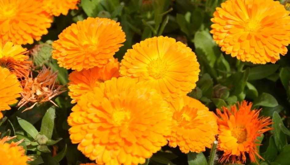 这些菊花是天然的”香水“，开花特别香，花色特别超好养