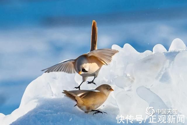 小精灵|冰雪中的小精灵，黑龙江大庆文须雀可可爱爱