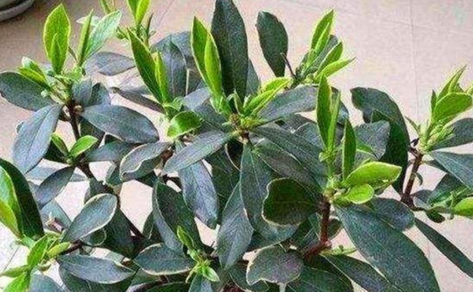 这五种花别再修剪,老枝条长势稳,秋冬花芽多