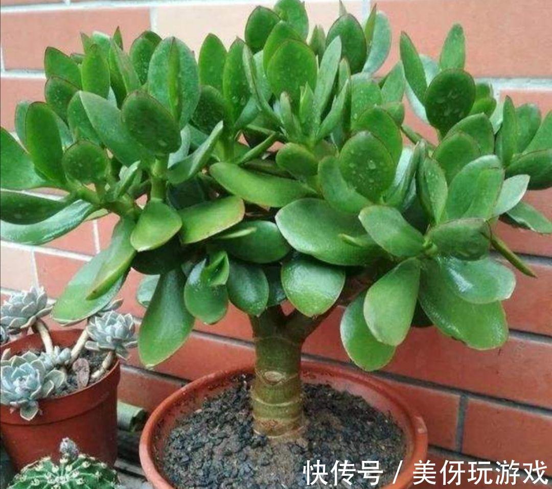 人养花，花亦养人！这八种“能养人”的健康花，建议至少养一种