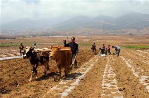 真的|牛被宰杀时为何会流眼泪?真的只是通人性吗,专家的解释令人动容