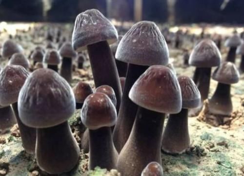 祛除|此物女性常吃,1周2次,祛除湿气,子宫更健康,预防妇科病!