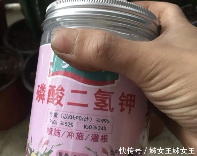 枝繁叶茂|磷酸二氢钾,喷叶子好还是灌根好看一眼就能明白,别弄错了!