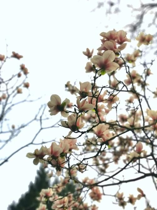 春暖花开日，这些“宝藏”赏花地，值得你打卡