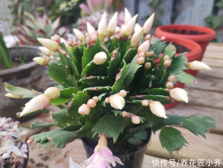 见光|秋后嫁接的蟹爪兰，现在做“三步”就能开爆盆，而且能持续开花