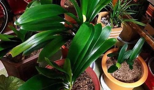 嫌弃鸡鸭粪便臭?不如就用它来养花,无异味,肥效温和又持久