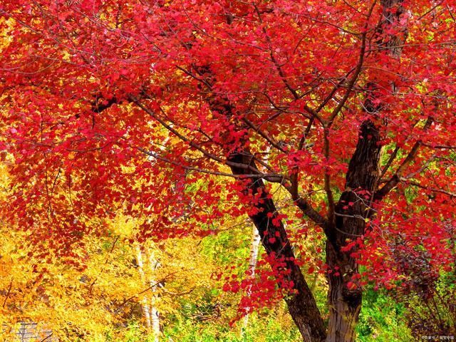 秋凉#写在秋天里的16首诗词霜摧老树雪加霜,瑟瑟秋风地落黄