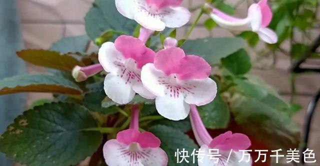 花卉|3种耐阴植物,还是同科的“亲戚”,养殖在北阳台上,照样开满花