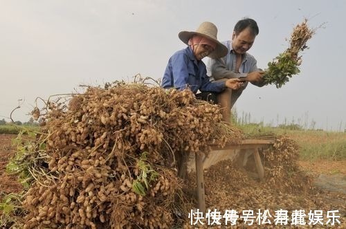 空腹|空腹吃几粒花生米，用不了多久，3种好处“主动”找上门