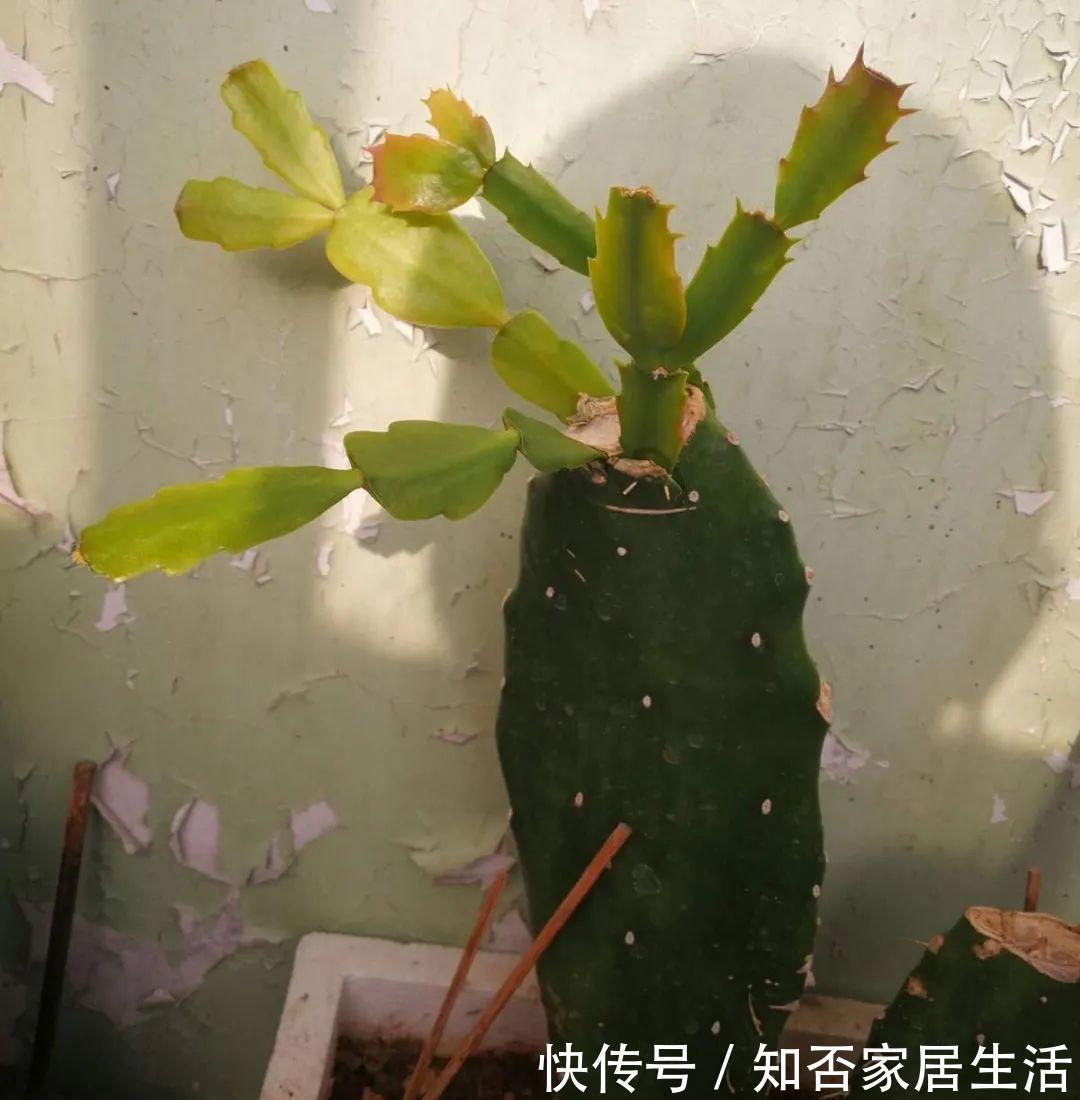 花苞|天热了,20种花最怕浇水,浇得越多,死得越快!
