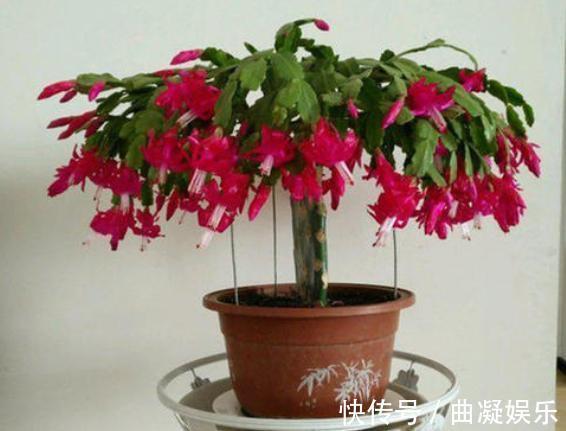 蟹爪兰|仙人掌嫁接蟹爪兰，一根牙签就搞定，新手也能行，花开爆满枝