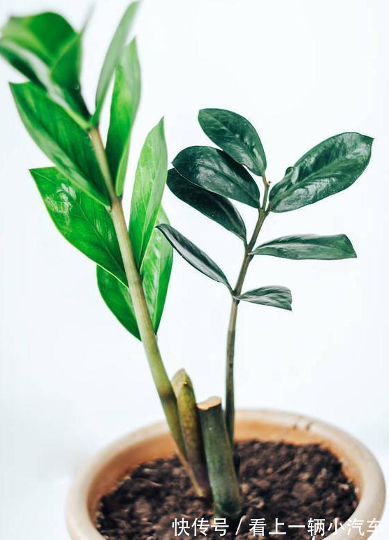 养花要舍得剪!入冬前,5种花剪一剪,有利于过冬和开花