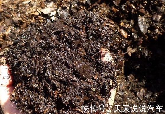 君子兰换盆做好5点,服盆快不烂根