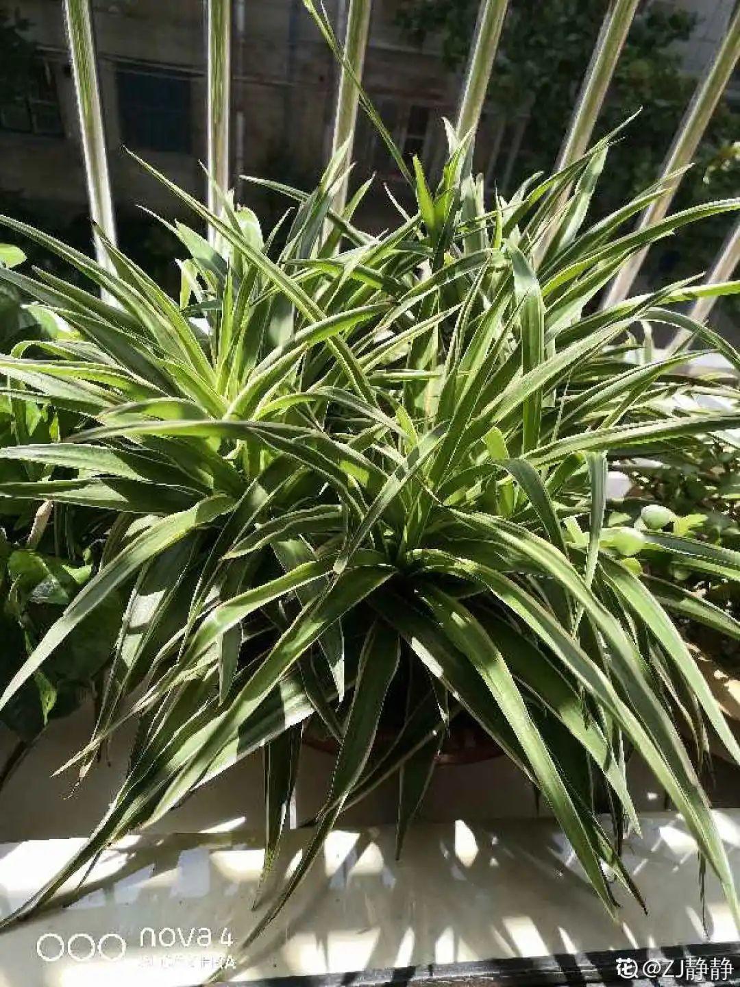 干枯|10种花特怕晒,越晒越黄叶,搬阴凉地儿才能活!