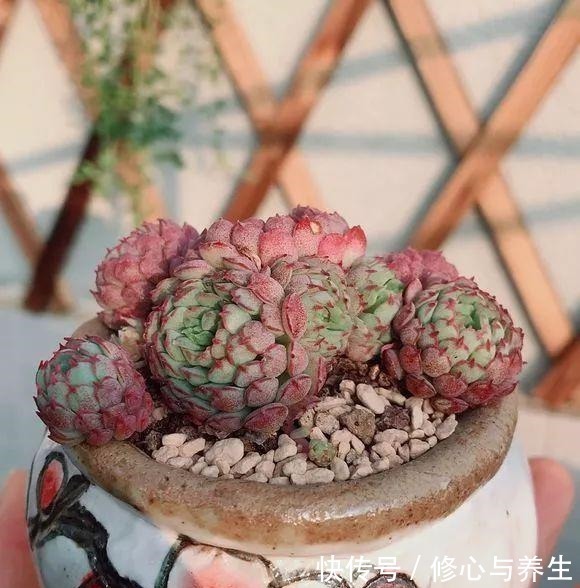 夏天|5种多肉“不好养”,新手不敢碰,老手养不好,看看你家有没有!