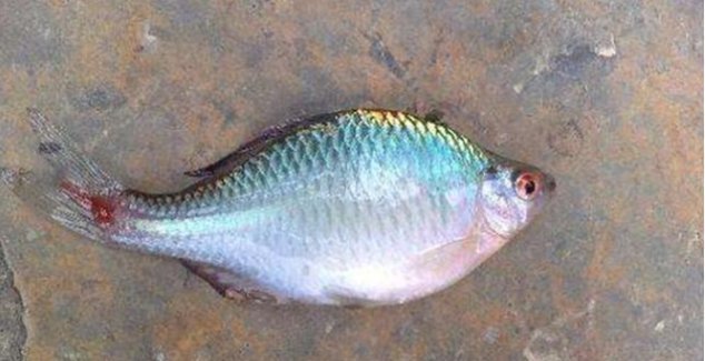 美食|农村快要“绝迹”的4种美食,各个都是天然的美味