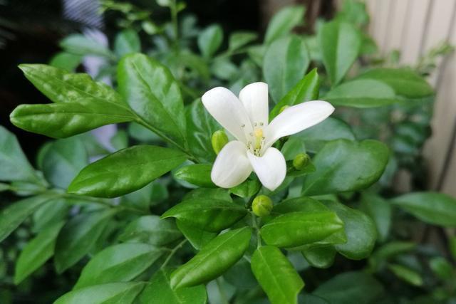 九里香|阳台养一盆它,比桂花栀子花还香,教你“3招”,长成盆景开满花