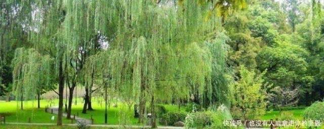 桃花|白居易一首28字小诗,全诗无任何惊艳之处,却能称为诗中珍品