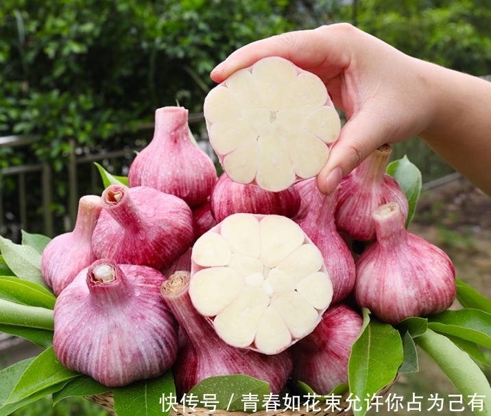 买大蒜,白皮的好还是紫皮的好?老蒜农教你4个技巧,别再买错了
