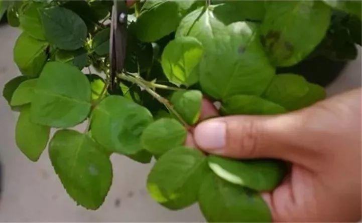 长寿月季花后赶紧剪一刀,剪完就开花,一直剪一直开!