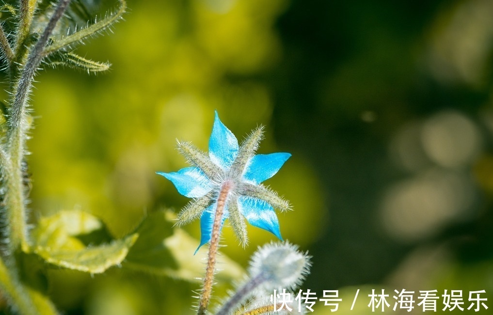 紫草科|此花被称为勇气之花,还可以用在菜肴里面,花朵小巧可爱